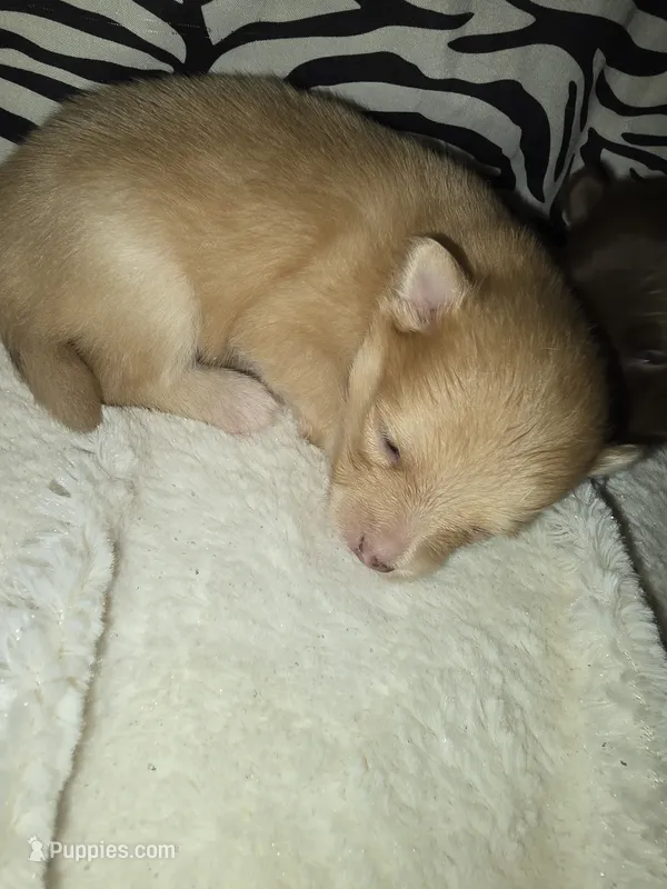 Akc Tanner – Pomeranian puppy for sale in Whitewright, TX