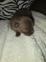 Akc coco, a male Pomeranian for sale in Whitewright, TX – 3 of 4