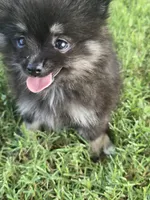 AKC tiny, a female Pomeranian for sale in Whitewright, TX – 2 of 4