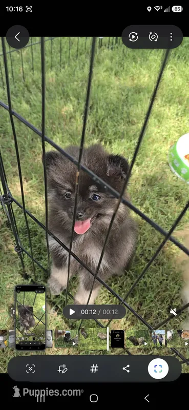 AKC tiny – Pomeranian puppy for sale in Whitewright, TX