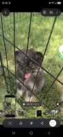 AKC tiny, a female Pomeranian for sale in Whitewright, TX – 1 of 4