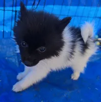 Zorro, a male Pomeranian for sale in Whitewright, TX – 2 of 2