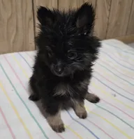 Mocha, a male Pomeranian for sale in Whitewright, TX – 2 of 2