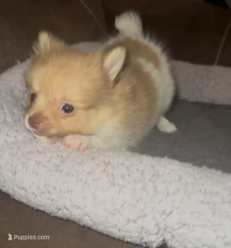 Sweetie AKC – Pomeranian puppy for sale in Whitewright, TX