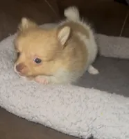 Sweetie AKC, a female Pomeranian for sale in Whitewright, TX – 1 of 3