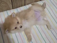 Tanner, a male Pomeranian for sale in Whitewright, TX – 2 of 2