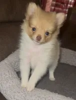 Sweetie, a female Pomeranian for sale in Whitewright, TX – 2 of 2