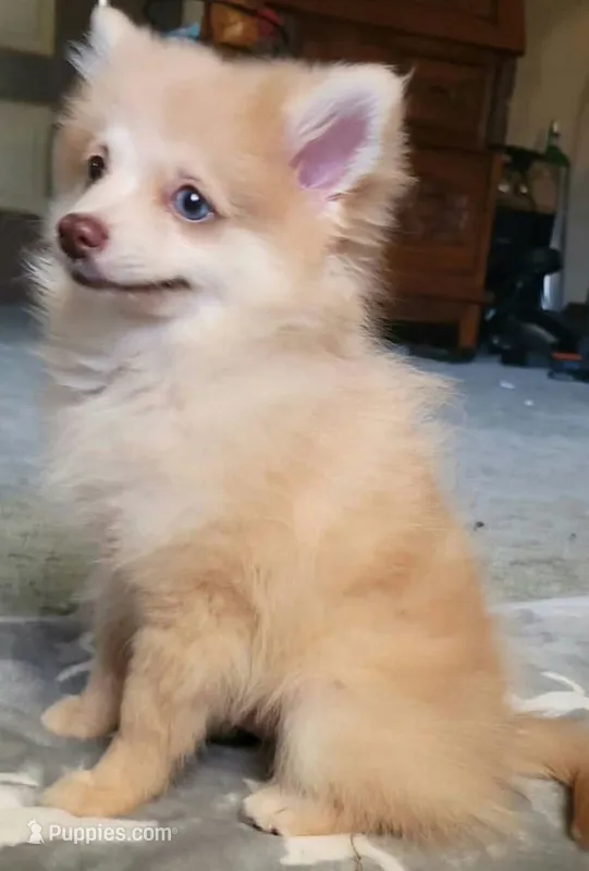 Tanner (AKC) SALE PRICE! – Pomeranian puppy for sale in Whitewright, TX