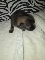 Akc brownies 2, a male Pomeranian for sale in Whitewright, TX – 2 of 4