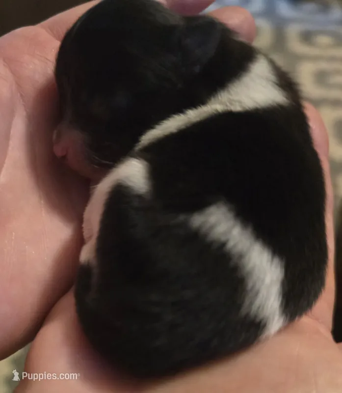 Panda – Pomeranian puppy for sale in Whitewright, TX