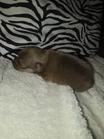 Akc brownies , a male Pomeranian for sale in Whitewright, TX – 3 of 4