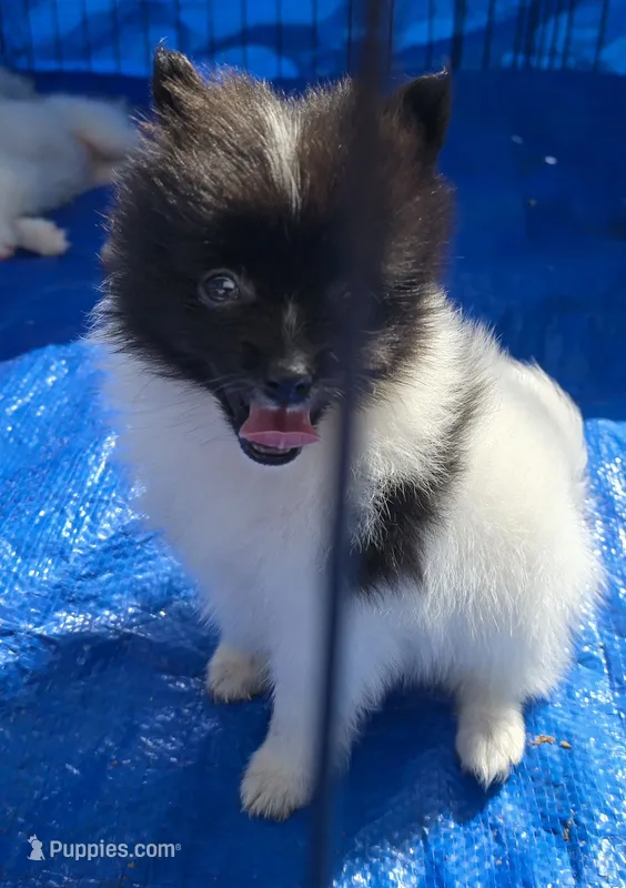 Oreo – Pomeranian puppy for sale in Whitewright, TX