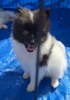 Oreo, a male Pomeranian for sale in Whitewright, TX – 1 of 2