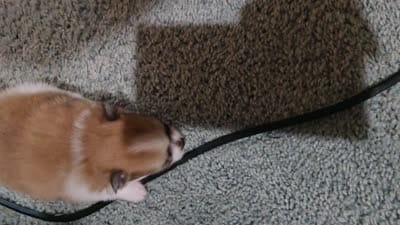 Tri , a male Pomeranian for sale in Whitewright, TX – 8 of 8