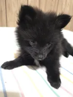 Oreo, a male Pomeranian for sale in Whitewright, TX – 2 of 2