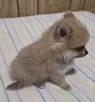 Nugget, a male Pomeranian for sale in Whitewright, TX – 2 of 2