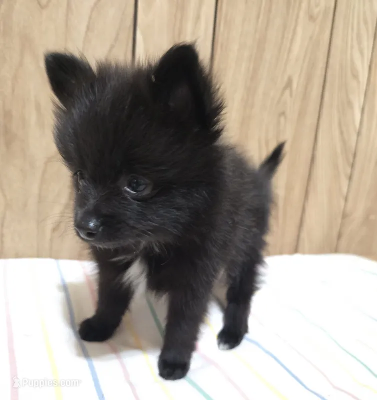 Oreo – Pomeranian puppy for sale in Whitewright, TX
