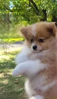 Thomas teddy for short, a male Pomeranian for sale in Whitewright, TX – 3 of 5