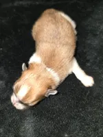 Tri , a male Pomeranian for sale in Whitewright, TX – 3 of 4