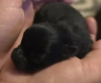 Black, a male Pomeranian for sale in Whitewright, TX – 1 of 3