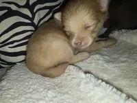 Akc Tanner, a male Pomeranian for sale in Whitewright, TX – 2 of 2
