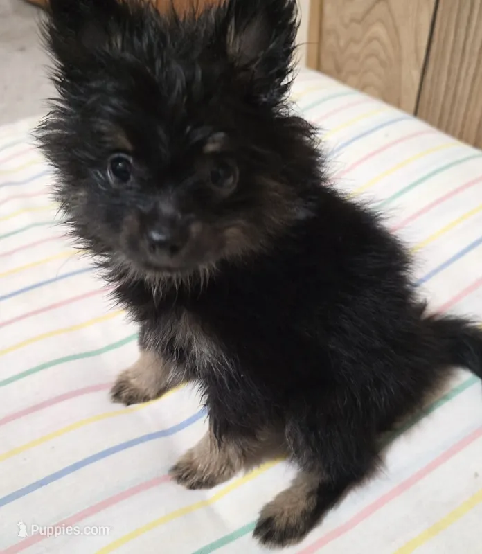 Mocha – Pomeranian puppy for sale in Whitewright, TX
