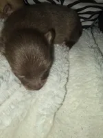 Akc coco, a male Pomeranian for sale in Whitewright, TX – 4 of 4