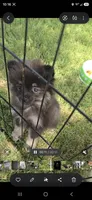 AKC tiny, a female Pomeranian for sale in Whitewright, TX – 3 of 4