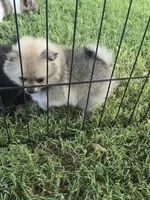 AKC mini , a male Pomeranian for sale in Whitewright, TX – 1 of 2