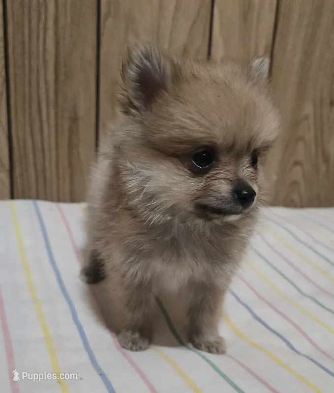 Nugget – Pomeranian puppy for sale in Whitewright, TX