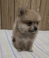 Nugget, a male Pomeranian for sale in Whitewright, TX – 1 of 2
