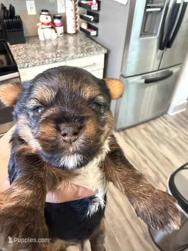 Milo – Yorkshire Terrier puppy for sale in Atlanta, GA