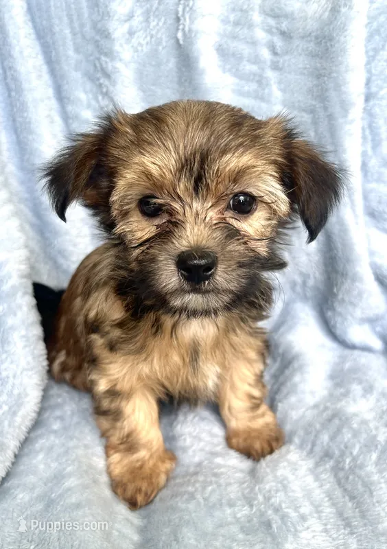Mocha – Morkie puppy for sale in Huntsville, AL