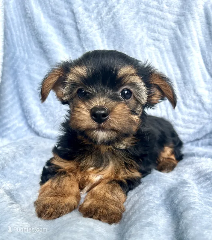 Charlie – Morkie puppy for sale in Huntsville, AL