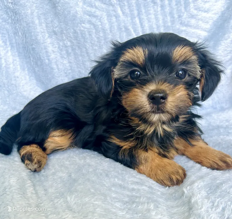 Rosie – Morkie puppy for sale in Huntsville, AL