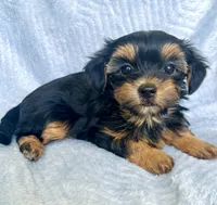 Rosie, a female Morkie for sale in Huntsville, AL – 1 of 2