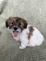 Luna, a female Coton de Tulear and Morkie for sale in Huntsville, AL – 2 of 2