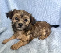 Mocha, a female Morkie for sale in Huntsville, AL – 2 of 2