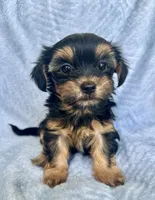 Rosie, a female Morkie for sale in Huntsville, AL – 2 of 2