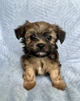 Teddy, a male Morkie for sale in Huntsville, AL – 2 of 2