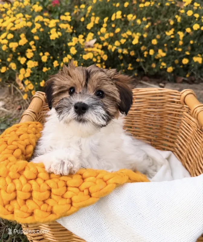 Luna – Coton de Tulear, Morkie puppy for sale in Huntsville, AL