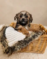 Teddy, a male Morkie for sale in Huntsville, AL – 1 of 1