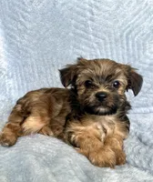 Teddy, a male Morkie for sale in Huntsville, AL – 1 of 2