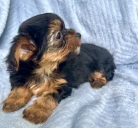Charlie, a male Morkie for sale in Huntsville, AL – 2 of 3