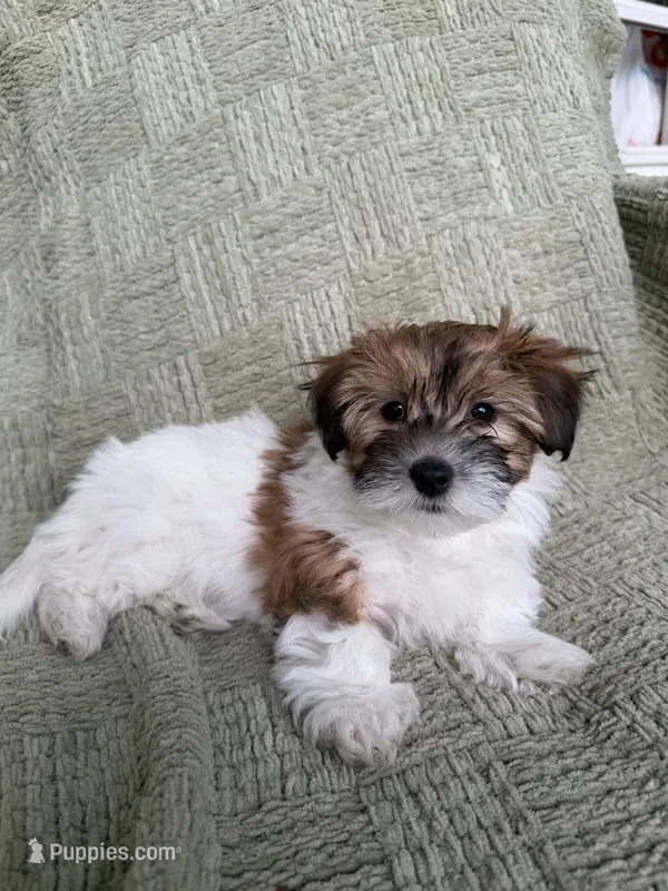 Luna – Coton de Tulear, Morkie puppy for sale in Huntsville, AL