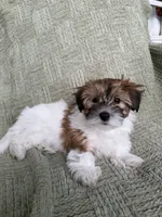 Luna, a female Coton de Tulear and Morkie for sale in Huntsville, AL – 1 of 2