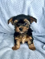 Charlie, a male Morkie for sale in Huntsville, AL – 3 of 3