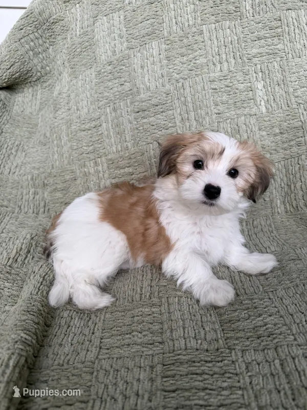 Rosie – Coton de Tulear, Morkie puppy for sale in Huntsville, AL
