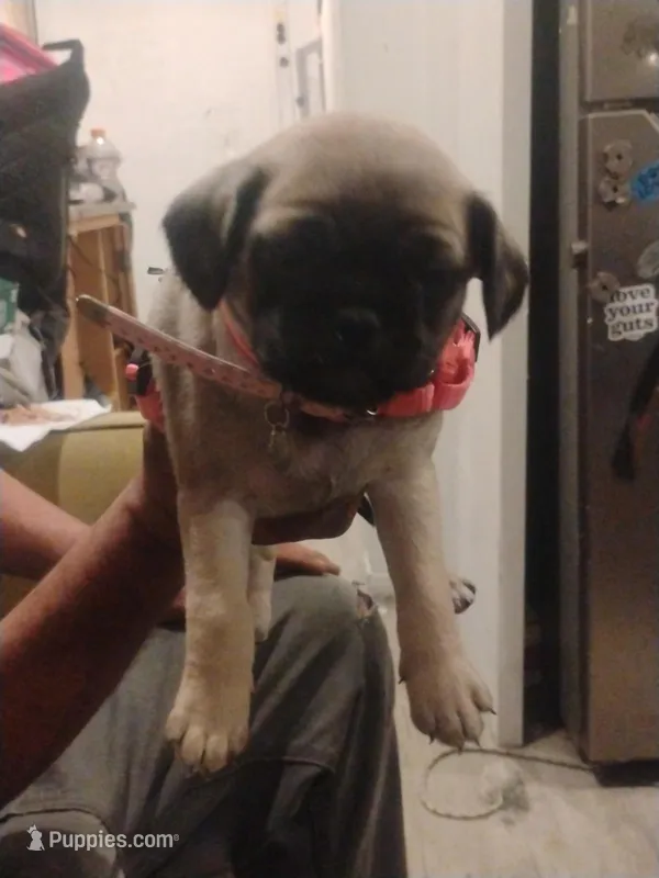 Rare blue pug line  – Pug puppy for sale in Los Angeles, CA