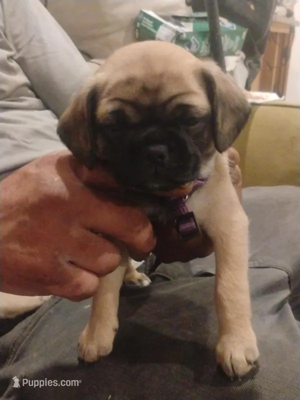 Rare  blue pug with gray eyes – Pug puppy for sale in Los Angeles, CA